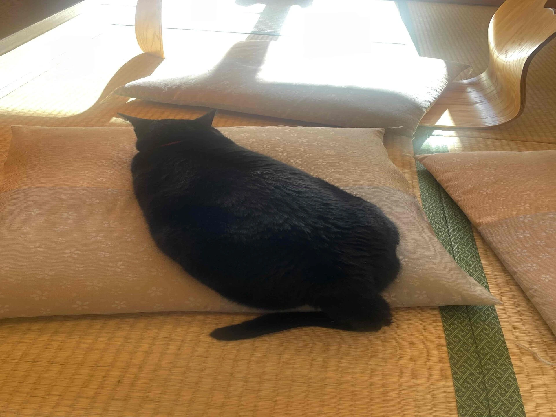 本日のジジ